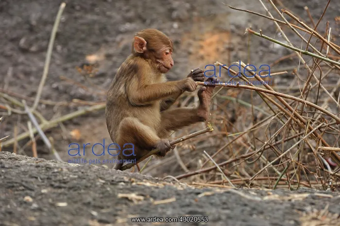 : Assam Macaque / Assamese Macaque : Assam Macaque / Assamese Macaque