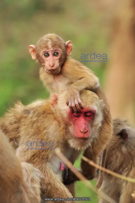 : Assam Macaque / Assamese Macaque : Assam Macaque / Assamese Macaque