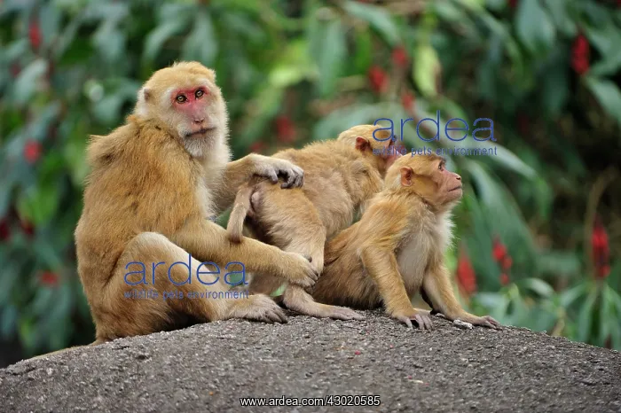 : Assam Macaque / Assamese Macaque : Assam Macaque / Assamese Macaque