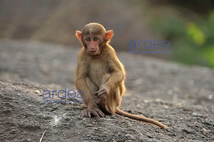 : Assam Macaque / Assamese Macaque baby : Assam Macaque / Assamese Macaque baby