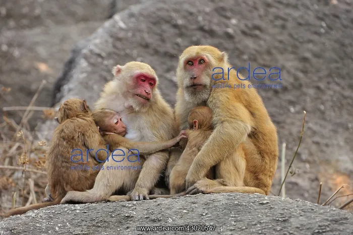 : Assam Macaque / Assamese Macaque with baby : Assam Macaque / Assamese Macaque with baby
