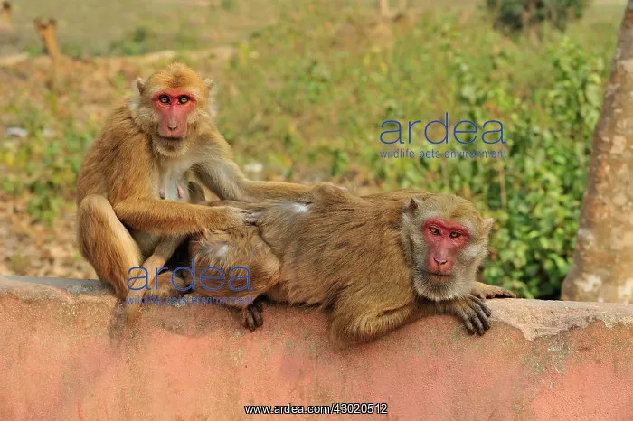 : Assam Macaque / Assamese Macaque grooming : Assam Macaque / Assamese Macaque grooming