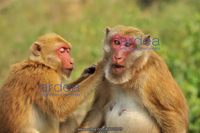 : Assam Macaque / Assamese Macaque grooming : Assam Macaque / Assamese Macaque grooming