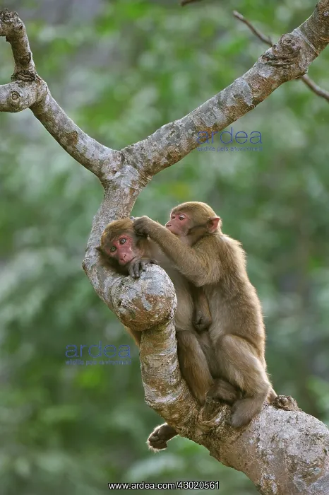 : Assam Macaque / Assamese Macaque grooming : Assam Macaque / Assamese Macaque grooming