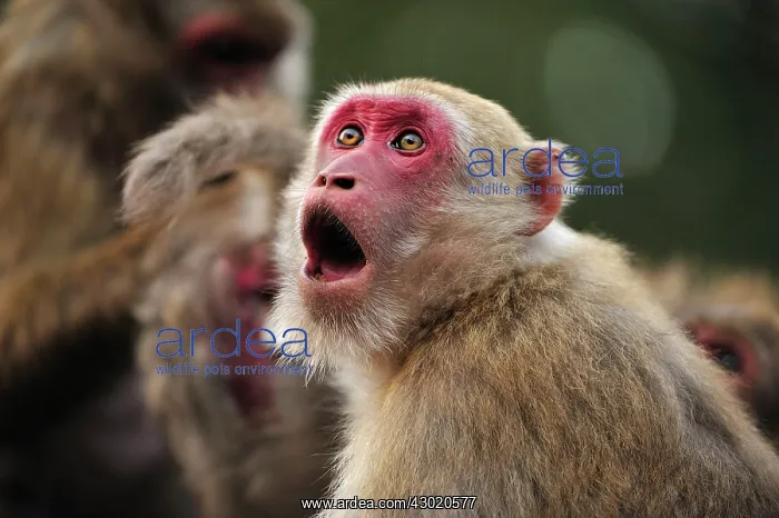 : Assam Macaque / Assamese Macaque in threat display : Assam Macaque / Assamese Macaque in threat display