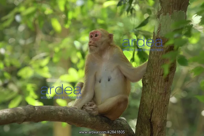 : Assamese Macaque : Assamese Macaque