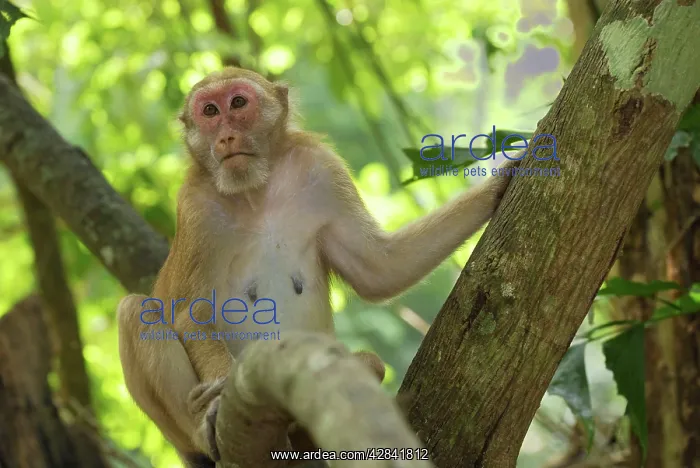 : Assamese Macaque : Assamese Macaque