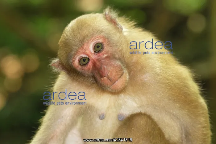: Assamese Macaque : Assamese Macaque