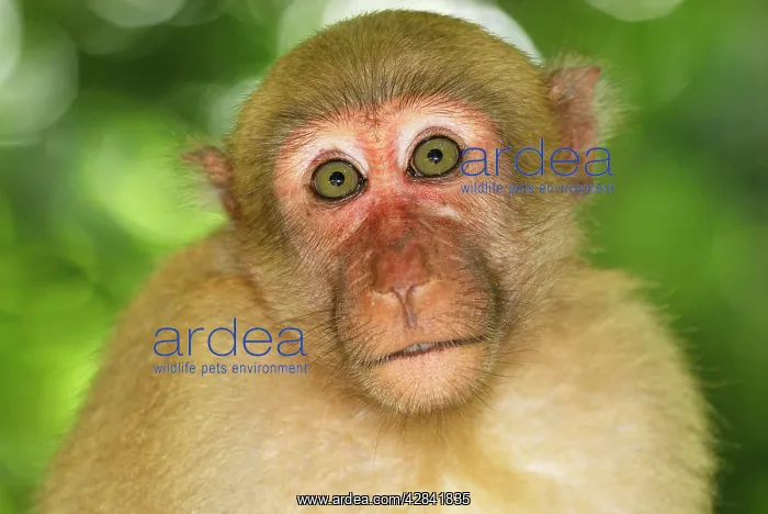 : Assamese Macaque : Assamese Macaque