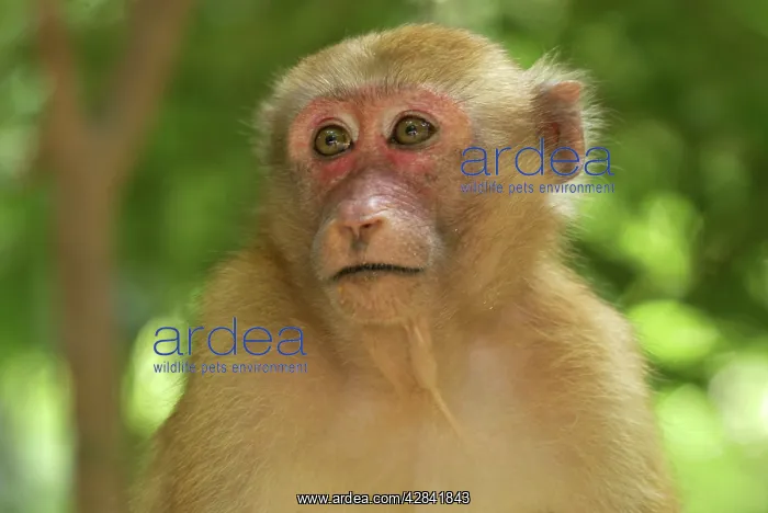 : Assamese Macaque : Assamese Macaque