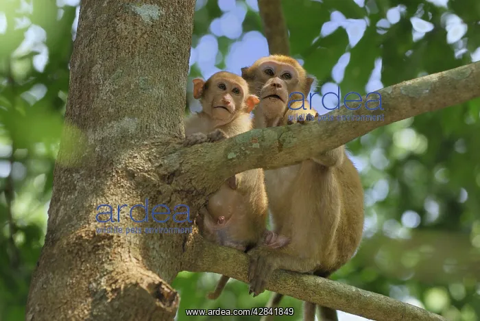 : Assamese Macaque : Assamese Macaque