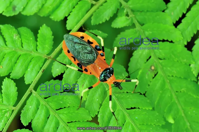 : Assassin Bug : Assassin Bug