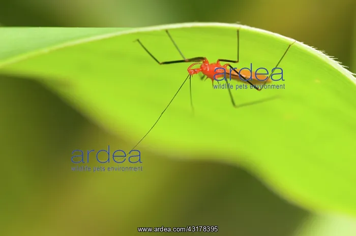: Assassin Bug : Assassin Bug