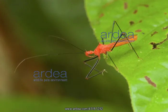 : Assassin Bug : Assassin Bug