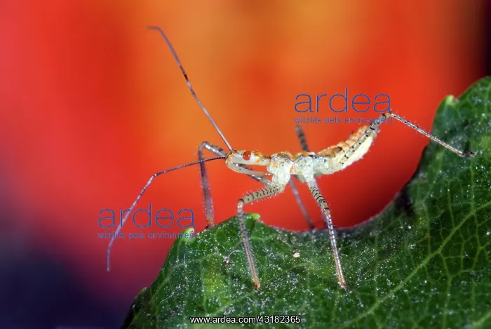 : Assassin Bug : Assassin Bug
