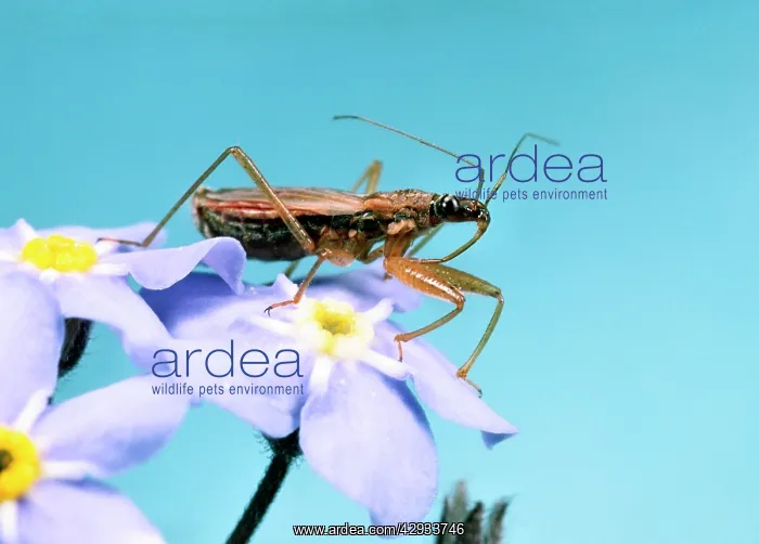 : Assassin Bug - Hunting on flowers of Forget-me-Not : Assassin Bug - Hunting on flowers of Forget-me-Not
