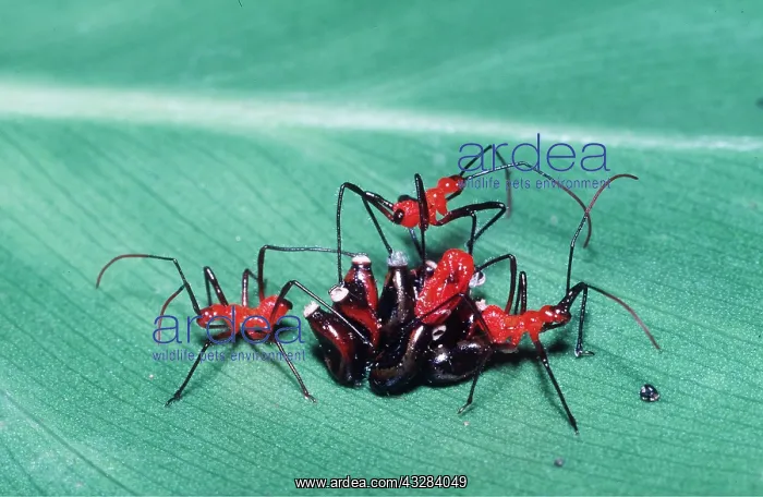 : ASSASSIN BUG - NYMPHS HATCHING : ASSASSIN BUG - NYMPHS HATCHING
