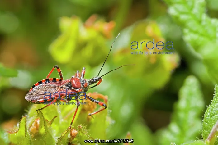 : Assassin Bug on plant : Assassin Bug on plant