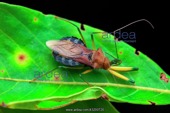 : Assassin bug (Ploeogaster sp) on a leaf, Saramaca : Assassin bug (Ploeogaster sp) on a leaf, Saramaca