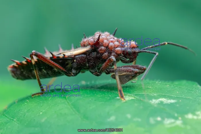 : Assassin bug (Reduviidae) infested with parasitic : Assassin bug (Reduviidae) infested with parasitic