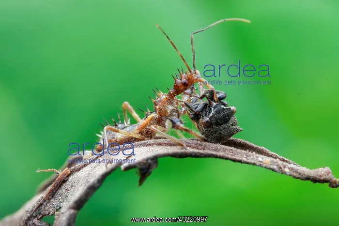 : An assassin bug (Reduviidae) with prey, a horned : An assassin bug (Reduviidae) with prey, a horned