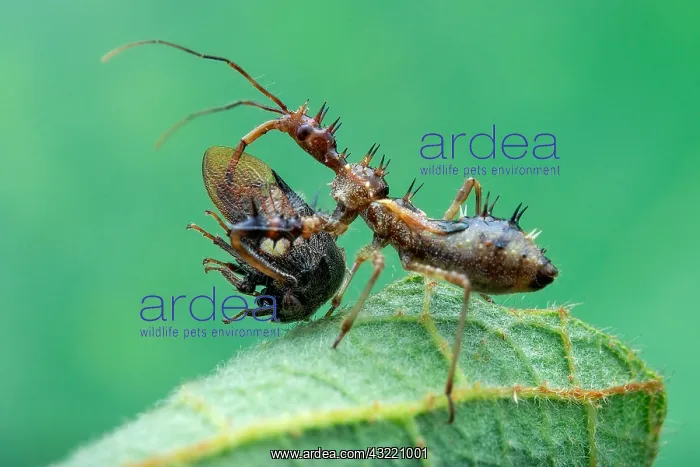 : An assassin bug (Reduviidae) with prey, a horned : An assassin bug (Reduviidae) with prey, a horned