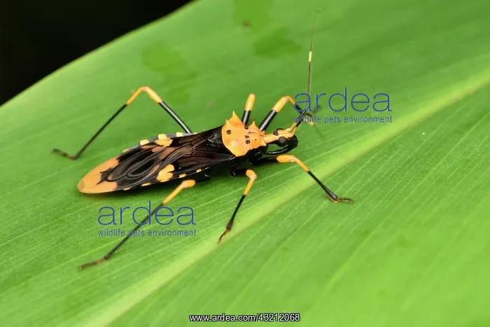 : Assassin bug (Reduviidae sp) on a leaf, Andasibe : Assassin bug (Reduviidae sp) on a leaf, Andasibe