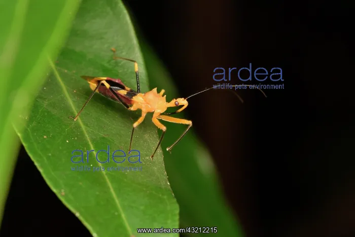 : Assassin bug (Reduviidae sp) on a leaf, Andasibe : Assassin bug (Reduviidae sp) on a leaf, Andasibe