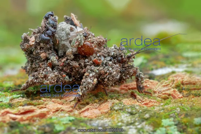 : Assassin bug (Reduvius sp.) also known as masked : Assassin bug (Reduvius sp.) also known as masked