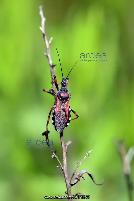 : Assassin Bug (Rhynocoris erythropus), On a dry stem : Assassin Bug (Rhynocoris erythropus), On a dry stem