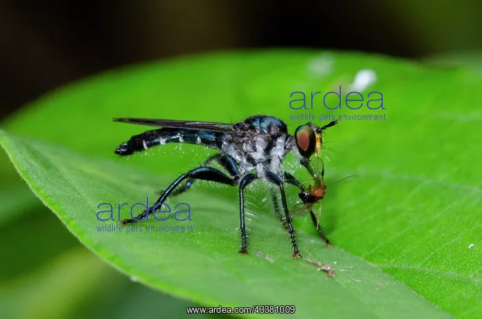 : Assassin Fly : Assassin Fly