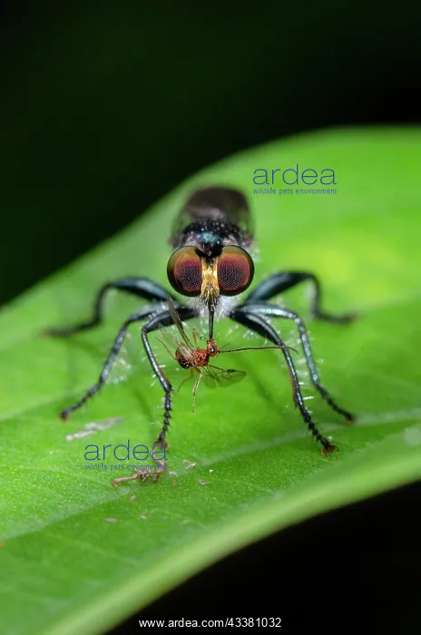 : Assassin Fly : Assassin Fly