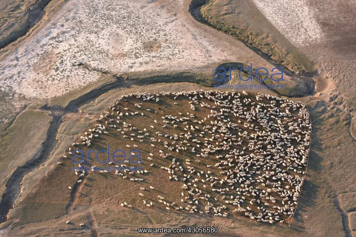: Assemble of salt marshes in the Bay of Somme France : Assemble of salt marshes in the Bay of Somme France