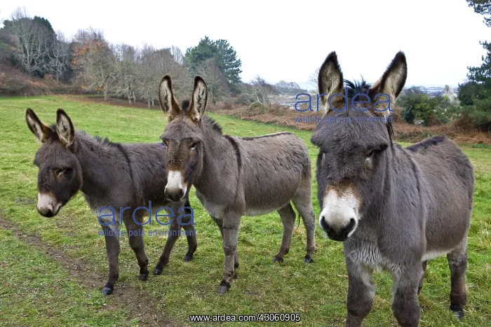: Asses in a meadow C'te d'Armor France : Asses in a meadow C'te d'Armor France