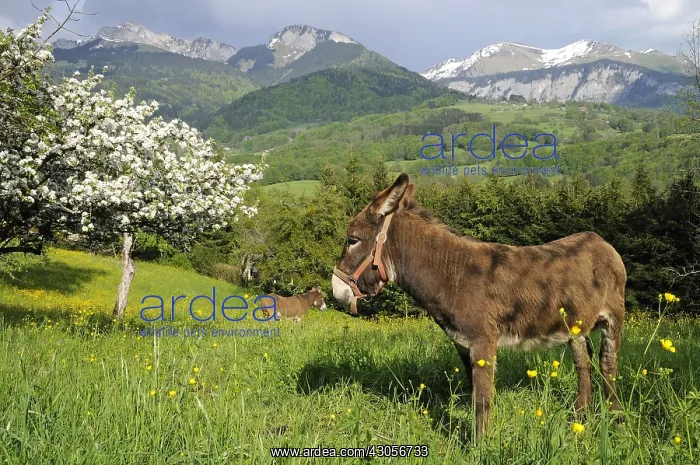 : Asses in a meadow in spring Alpes France : Asses in a meadow in spring Alpes France