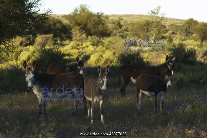 : Asses Namibia : Asses Namibia