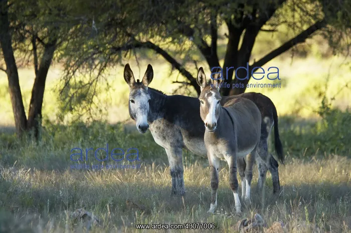 : Asses Namibia : Asses Namibia