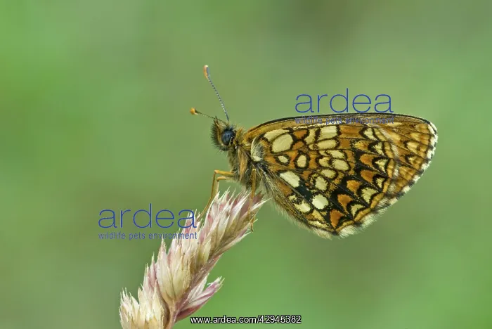 : Assman's fritillary - Underside, resting on grass stem : Assman's fritillary - Underside, resting on grass stem