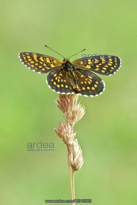 : Assman's fritillary - Upperside, resting on grass seed head : Assman's fritillary - Upperside, resting on grass seed head