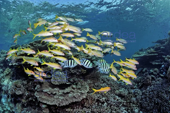 : Associated, mixed, mixed school of yellowfin sea : Associated, mixed, mixed school of yellowfin sea