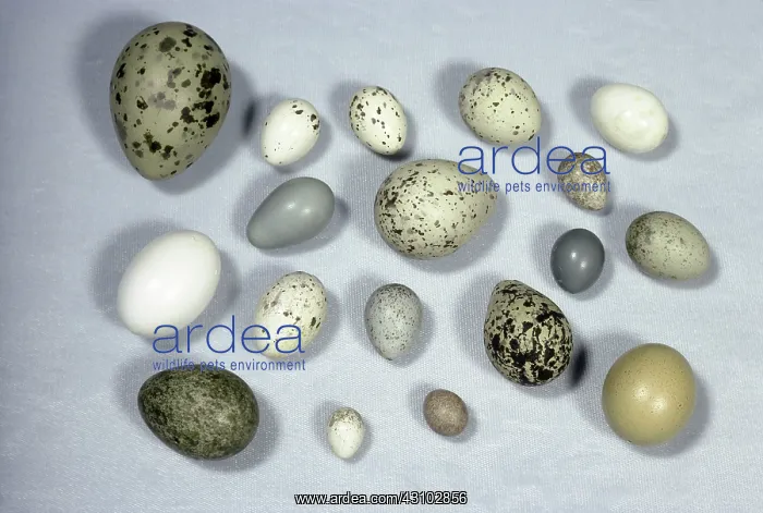 : Assorted Bird Eggs : Assorted Bird Eggs