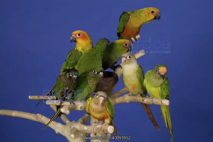 : Assorted Conure Parrots : Assorted Conure Parrots