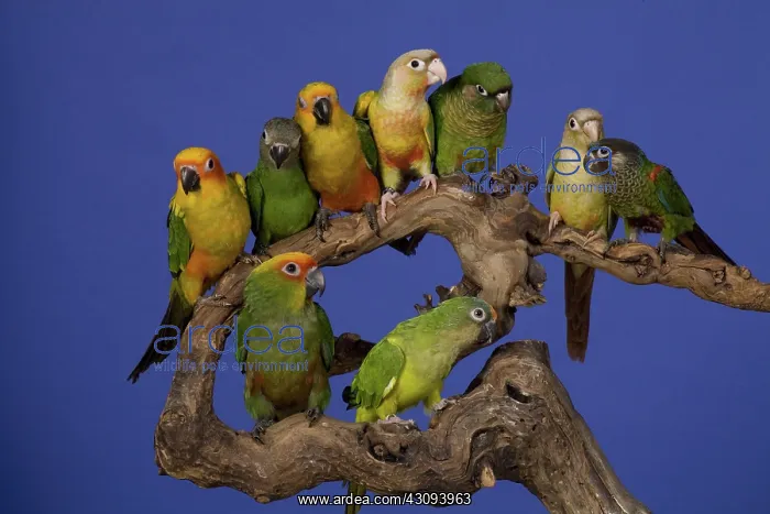: Assorted Conure Parrots : Assorted Conure Parrots