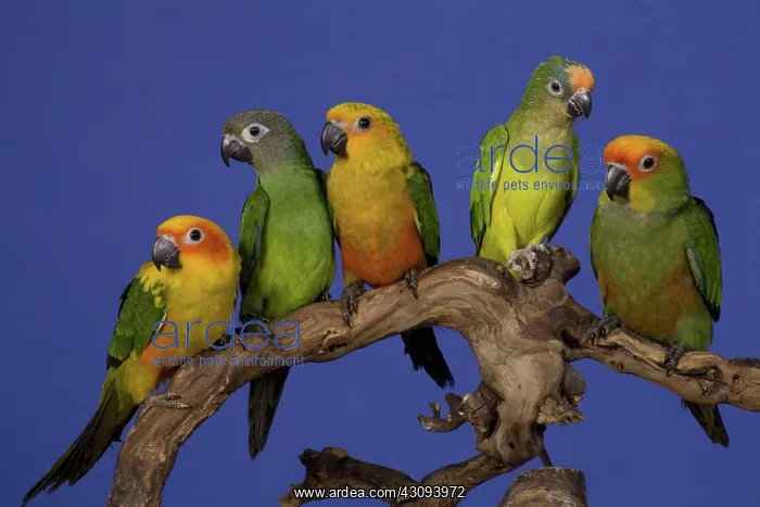  : Assorted Conure Parrots