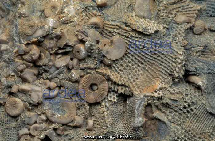 : Assorted Marine Fossils : Assorted Marine Fossils