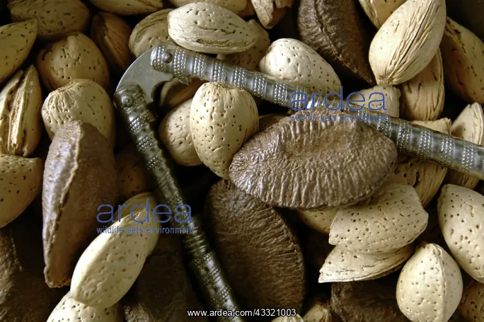 : Assorted Nuts : Assorted Nuts