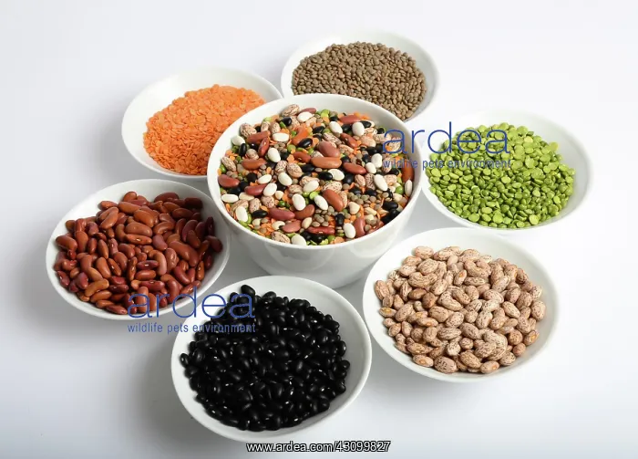 : Assortment of Beans and Lentils : Assortment of Beans and Lentils