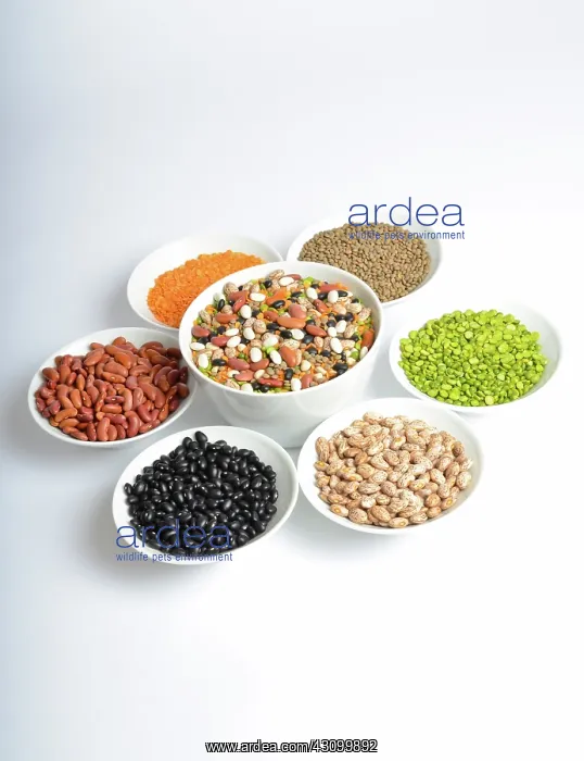: Assortment of Beans and Lentils : Assortment of Beans and Lentils