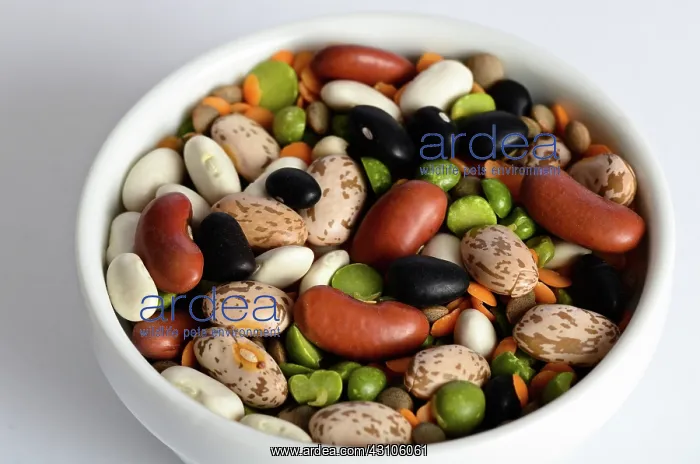 : Assortment of Beans and Lentils : Assortment of Beans and Lentils