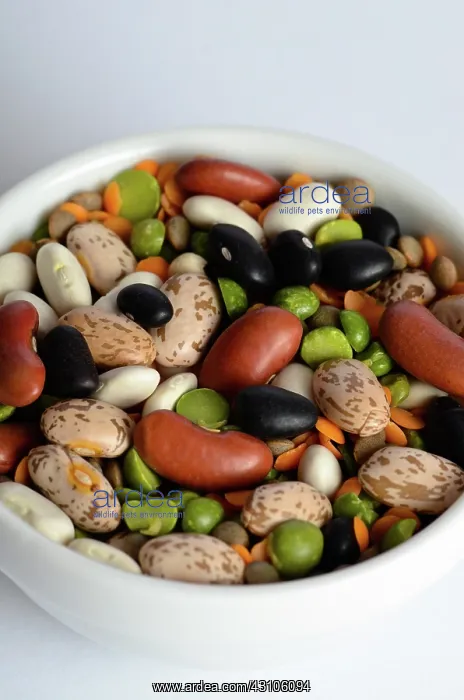 : Assortment of Beans and Lentils : Assortment of Beans and Lentils